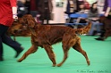 Crufts2011 185